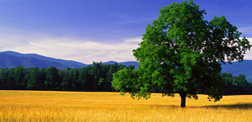 ГАЗАР ӨМЧЛӨХ, ЭЗЭМШИХ, АШИГЛАХ ЭРХИЙН ЯЛГАА